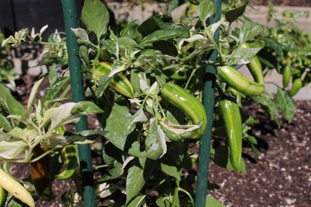 Photo of Fish Peppers in my garden